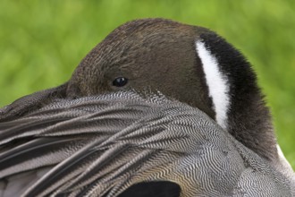 Northern Pintail (Anas acuta), Baden-Wuerttemberg, Germany
