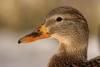 Mallard (Anas platyrhynchos) female, Berlin, Germany