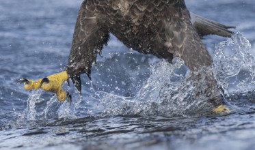 Bald Eagle (Haliaeetus leucocephalus) hunting, Alaska, USA