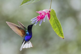 Velvet-purple Coronet (Boissonneaua jardini) flying while feeding at a flower in Colombia, South