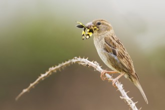Spanish Sparrow (Passer hispaniolensis) female, Croatia