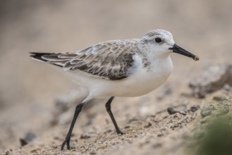 Sanderling (Calidris alba), Fuerteventura, Spain
