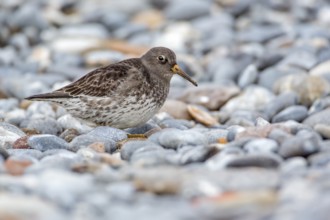 Purple Sandpiper (Calidris maritima), Schleswig-Holstein, Germany