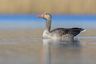 Greylag Goose (Anser anser) male, Saxony-Anhalt, Germany