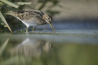 Common Snipe (Gallinago gallinago), Thuringia, Germany
