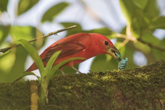 Summer Tanager (Piranga rubra) male, Costa Rica