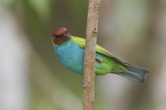Bay-headed Tanager (Tangara gyrola), Costa Rica