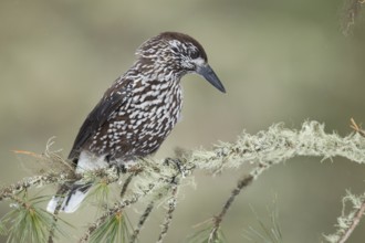 Spotted Nutcracker (Nucifraga caryocatactes), St. Gallen, Switzerland