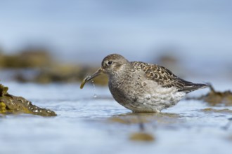Purple Sandpiper (Calidris maritima), Myvatn, Iceland