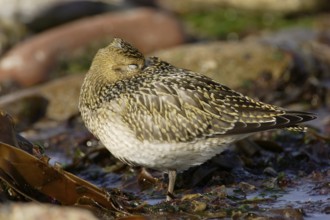 Goldregenpfeifer; lat. Pluvialis apricaria; zwischen den Steinen im Felswatt stehend und schlafend