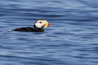 Horned Puffin (Fratercula corniculata) offshore of Seward, Alaska