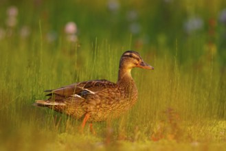 Mallard (Anas platyrhynchos) female, North Rhine-Westphalia, Germany