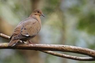 Zenaida Dove (Zenaida aurita) perched on a branch in Cuba