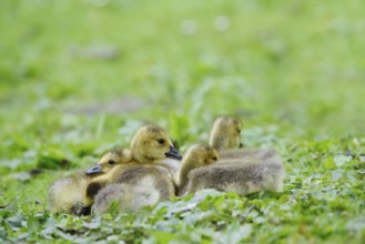 Canada goose (Branta canadensis), chick, North Rhine-Westphalia, Germany