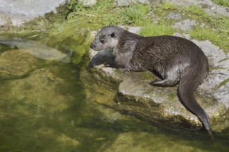 Eurasian otter or European otter (Lutra lutra) lying on a stone on the shore, Germany