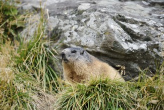 Alpine marmot (Marmota marmota) sitting on a burrow, Hohe Tauern National Park, Austria