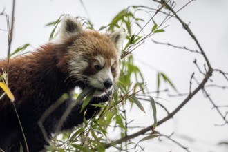 Western Red panda (Ailurus fulgens), feeding on bamboo, Singalila National Park, Gairibas, Jamuna,