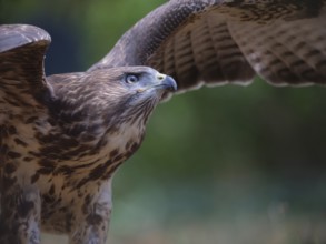 Buzzard in front of take-off, Berlin, Germany