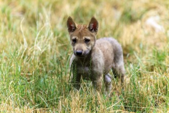 A wolf pup attentively observes its surroundings in the grass, Timberwolf, wolf, American wolf,