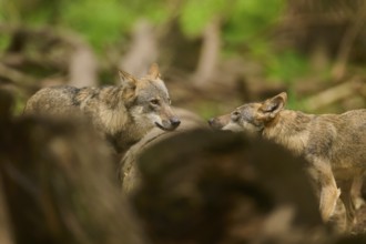 Two wolves in the forest facing each other, one resting its head on a log, Wolf (Canis Lupus),