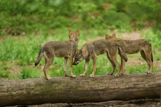 Wolf (Canis lupus), three wolves standing on a fallen tree trunk in the forest, Germany