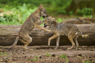 Wolf (Canis lupus), two wolves playfully interacting on a forest path in front of a tree trunk,