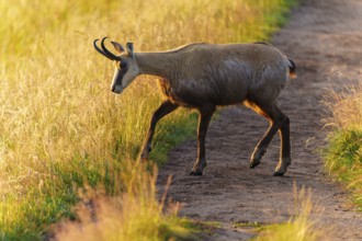 A chamois walks along a path surrounded by golden grass, chamois, chamois, (Rupicapra rupicaprae),