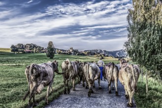 Discharge of a herd of cows, Unterallgäu, Bavaria
