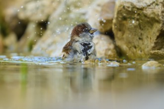 House sparrow (Passer domesticus), looking to the side while bathing in water with splashing water,