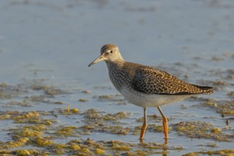Wood Sandpiper (Tringa glareola) standing in shallow water, Wildlife, Animals, Birds, Snipe family,