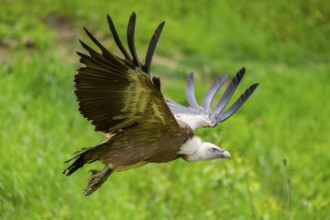 Eurasian griffon vulture (Gyps fulvus) flying, Bavaria, Germany