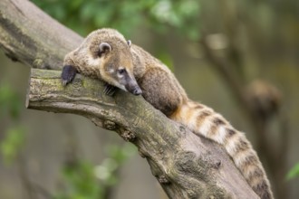 South American coati (Nasua nasua) on an old tree trunk, captive, Zoo Augsburg