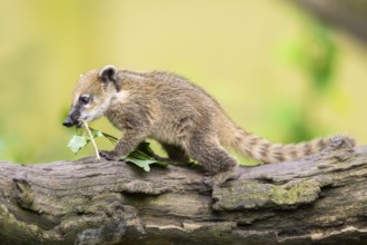 South American coati (Nasua nasua) youngster on an old tree trunk, captive, Zoo Augsburg