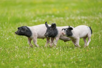 Swabian-Hall swine (Schwäbisch-Hällisches Landschwein) running over a meadow, Germany