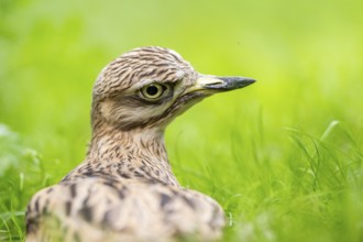 Eurasian stone-curlew (Burhinus oedicnemus) lying on a meadow, captive, Zoo Augsburg, Germany