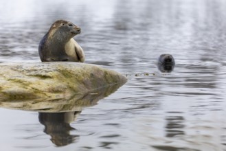 Harbour seal (Phoca vitulina) lying on a stone in the water, Mammals (Mammalia), Gravnesodden,