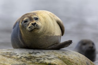 Harbour seal (Phoca vitulina) lying on a stone in the water, Mammals (Mammalia), Gravnesodden,