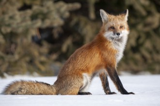 Red fox (vulpes vulpes), Fox sitting on snow and looking sideways, Province of Quebec, Canada,