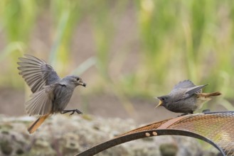 Female black redstart (Phoenicurus ochruros) approaching to feed a young bird on a wire mesh,