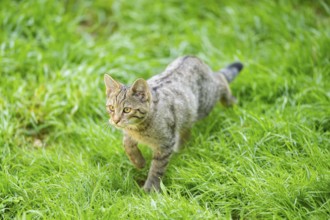 European wildcat (Felis silvestris silvestris) on a meadow, Hesse, Germany
