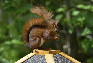 Eurasian red squirrel (Sciurus vulgaris), sitting on bird house, eating, Stuttgart,