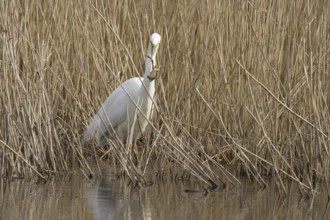 Great white egret (Ardea alba) adult bird in water on the edge of a reedbed with a frog for food in