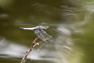 Dragonfly on a lake shore, July, Germany