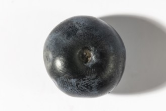 Whole, smooth dark blue blueberry, macro shot