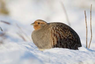 Grey partridge (Perdix perdix) in winter, sitting fluffed up up in the freshly fallen snow in the
