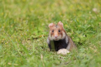A European hamster (Cricetus cricetus) leaves his burrow
