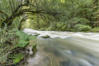 A river flows through a lively forest with smooth rocks that are partially submerged in the water.