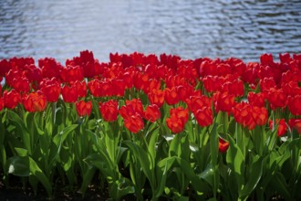 Red tulips stand out vividly in front of a shimmering lake, Keukenhof, Lisse, province of South
