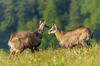 Two chamois in natural surroundings in a meadow, surrounded by trees, marsh harrier (Circus