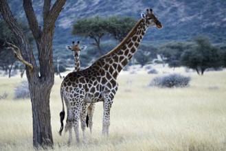 Giraffe (Giraffa camelopardalis giraffa) mother with young in early morning light, Namibia